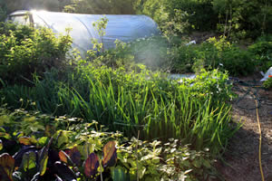 Shade Garden Designs on Shade Garden Plans And Planning For Shade Gardening