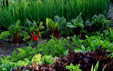 Organic Garden Plants
