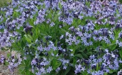 Blue Star Amsonia Dogbane Shade Plant Flowers - Bluestar Amsonia Dog Bane