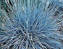 Perennial Ornamental Grasses